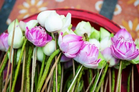 Lotus for buddhism Stock Photos