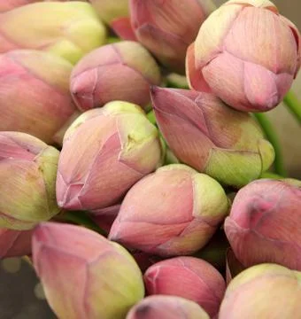 Lotus buds closeup Stock Photos