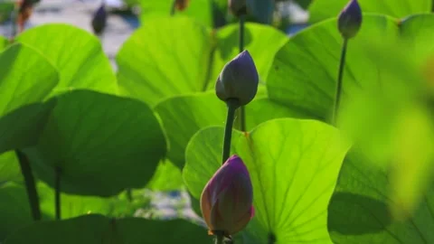 Lotus Buds Video stock 137010724
