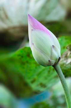 Lotus buds Stock Photos