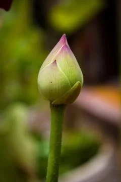 Lotus buds. Stock Photos