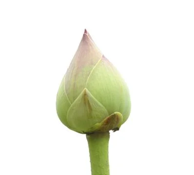 Lotus buds Stock Photos