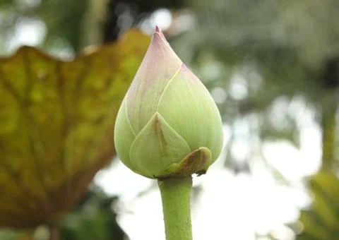 Lotus buds Stock Photos