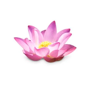 Lotus buds Stock Photos