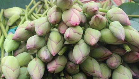 Lotus buds Stock Photos