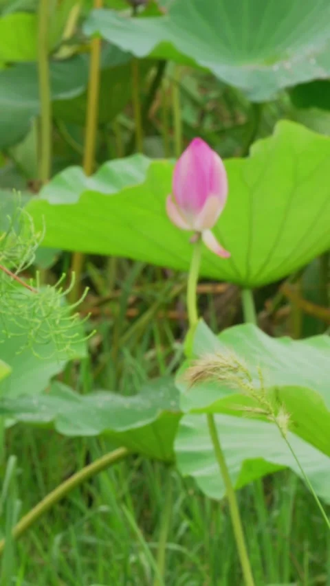 Lotus buds ready to bloom Stock-Footage 347501073