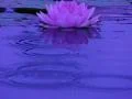Lotus C Water Drops and Ripples 3 Loop Web Footage