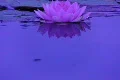 Lotus C Water Drops and Ripples 1 Loop Footage
