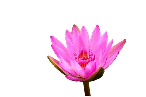 Lotus &amp; Clipping inside Stock Photos