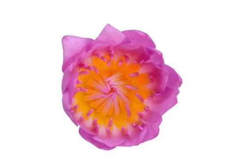 Lotus &amp; Clipping inside 스톡 사진
