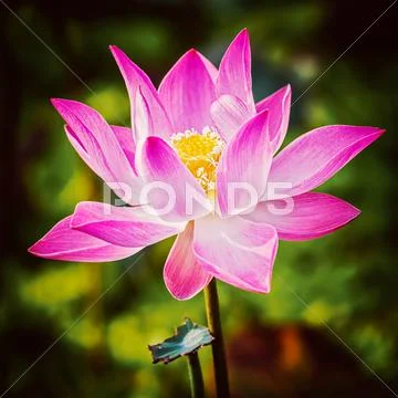 Lotus close up Stock Photos