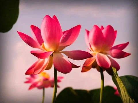 Lotus closeup Stock Photos