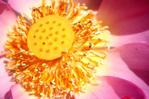 Lotus core Stock Photos