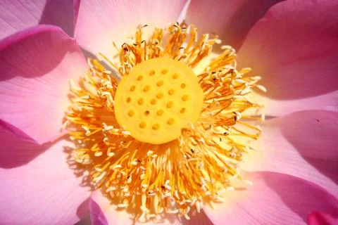 Lotus core Stock Photos