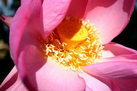 Lotus core Stock Photos