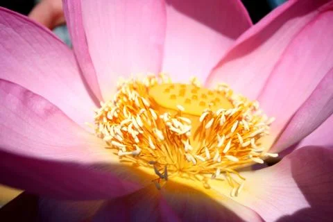 Lotus core Stock Photos