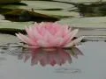 Lotus D Water Drops and Ripples 1 Loop Web Footage