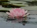 Lotus D Water Drops and Ripples 2 Loop Web Footage