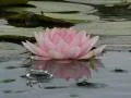 Lotus D Water Drops and Ripples 4 Loop Web Footage