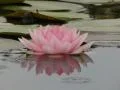 Lotus D Water Drops and Ripples 1 Loop Footage