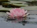 Lotus D Water Drops and Ripples 2 Loop Footage