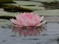 Lotus D Water Drops and Ripples 3 Loop Footage