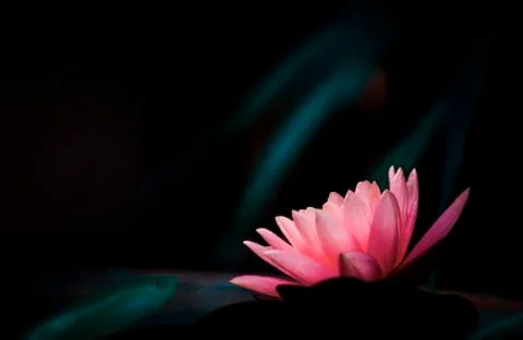 Lotus with dark background Stock Photos