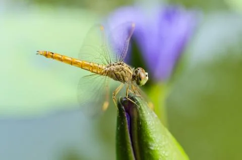 Lotus with dragonfly Stock Photos