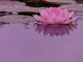 Lotus E Reflections on Water Loop Web Footage