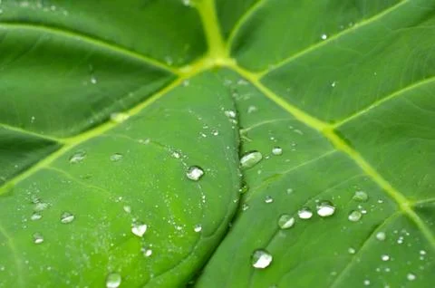 The lotus effect refers to self-cleaning properties that are a result of ultr Stock Photos