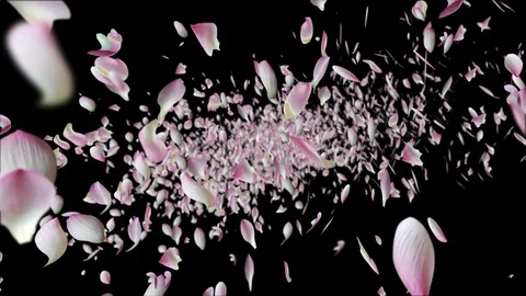 Lotus falling design3 black Stock Footage 92687759