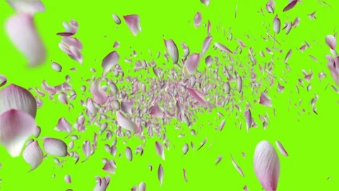 Lotus falling design3 green Stock Footage 92687927