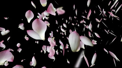 Lotus falling design4 black Stockbeeldmateriaal 92688353