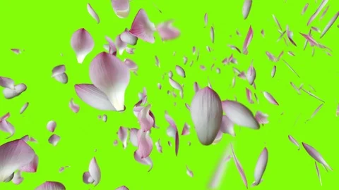 Lotus falling design4 green Stock Footage 92690595