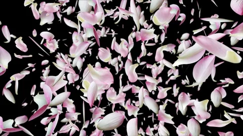Lotus falling design5 black Vídeos de archivo 92691194