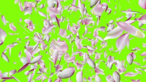 Lotus falling design5 green Stockbeeldmateriaal 92691357