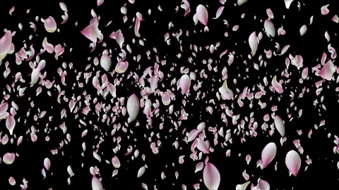 Lotus falling design6 black Stock Footage 92691593