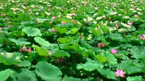 Lotus field Stock Footage 278760