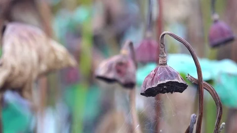 Lotus field Stock Footage 81934428