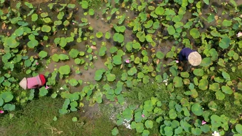 The Lotus field Stock Footage 165651382