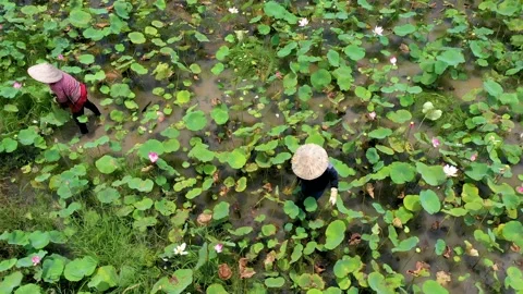 The Lotus field Video stock 165651552