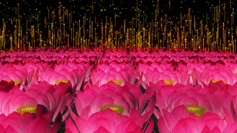 Lotus Field Particles Background Stock-Footage 123948457