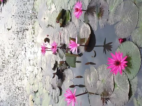 Lotus field Fotos de archivo