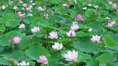 Lotus fields bloom in the spring morning. Stock Footage 143229815