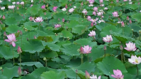 Lotus fields bloom in the spring morning. Stock Footage 143230027