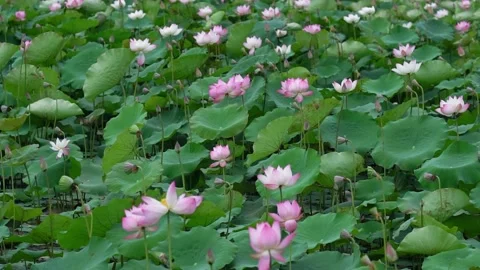 Lotus fields bloom in the spring morning. Stock Footage 143230128