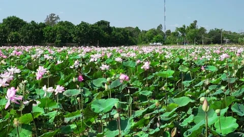 Lotus fields bloom in the spring morning Stock Footage 156725524