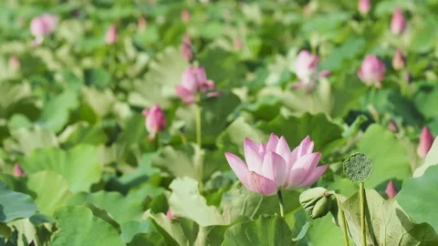 Lotus fields bloom in the spring morning. Stock Footage 199978796