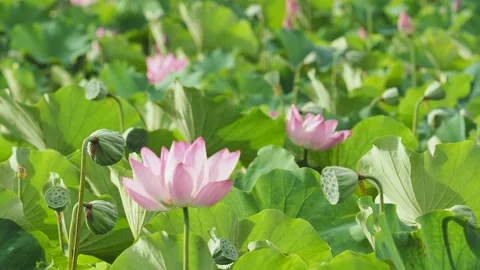 Lotus fields bloom in the spring morning. Stock Footage 199990312