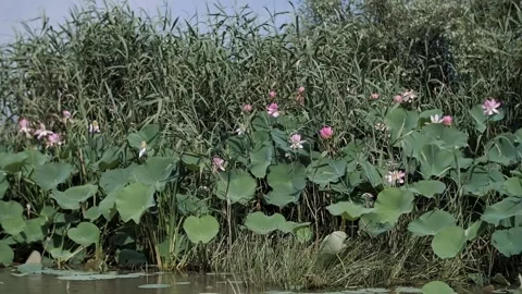 Lotus fields on the river Stock Footage 227270081